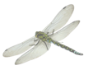 Dargon Fly