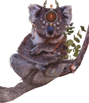 Koala