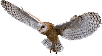 owl