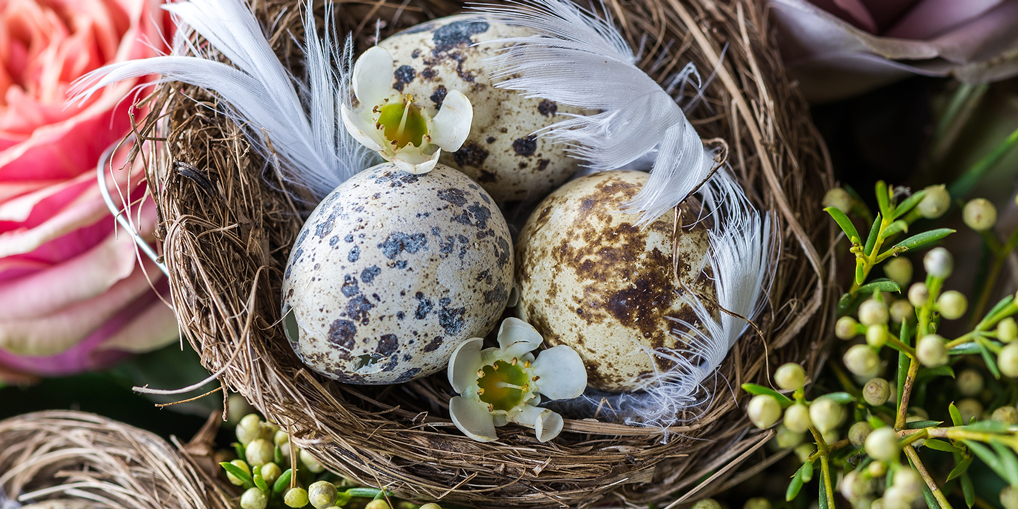 look-for-the-good-eggs-in-life