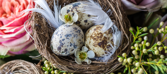 look-for-the-good-eggs-in-life
