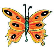 butterfly